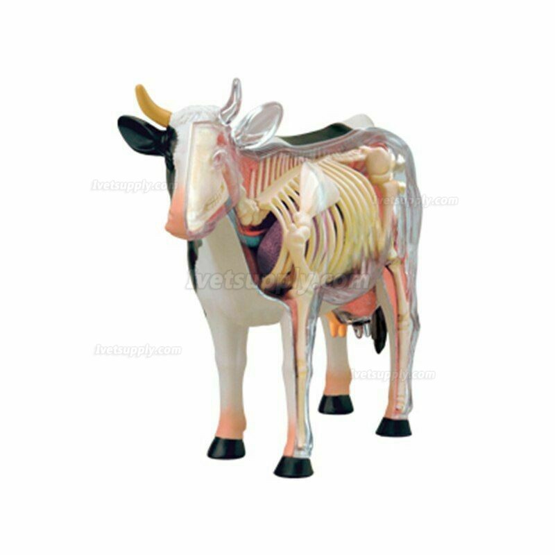 Cow Animal Organ Anatomy 4D Model Medical Teaching Animal Anatomical Models